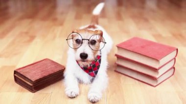 Kitapların arasına gözlük takıp kuyruğunu sallayan mutlu bir köpek. Okula ya da köpek eğitimi geçmişine..