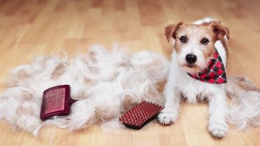 Saçları ve fırçalarıyla sevimli, tüylü bir köpek gibi görünüyor. Kürk ve hayvan bakımı..