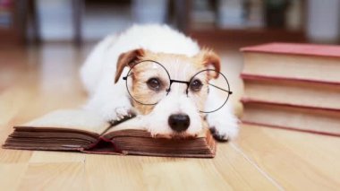 Mutlu akıllı bir köpeğin yüzü gözlük takmak ve kitaptan öğrenmek gibidir. Okula geri dön, arka plan çalış. Hayvan zekası, zeka..