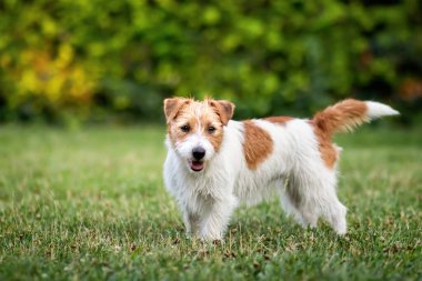 Güzel safkan Jack Russell Terrier ayakta, otları dinliyor. Küçük ve aktif köpek cinsi.
