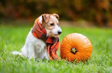 Atkı takan sevimli bir köpek, çimenlerde sonbaharda bir balkabağının yanında oturuyor.