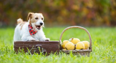 Şirin, sağlıklı Jack Russell Terrier köpeği güz mevsiminde bir sepet elmanın yanında çimlerde gülümsüyor.
