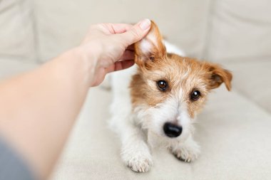 Sahibinin eli sağlıklı köpeğinin kulağını kontrol ediyor ve temizliyor. Hayvan bakımı geçmişi.