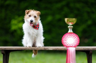 Kazanan kupa ve kurdeleyle sevimli, mutlu bir köpek, başarılı bir yarışma geçmişi var.