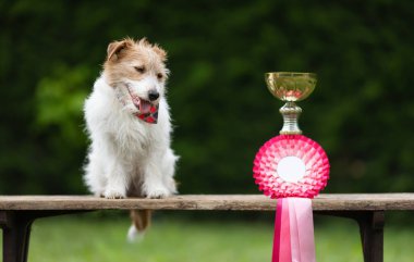 Kazanan kupa ve kurdeleyle sevimli, mutlu bir köpek, başarılı bir yarışma geçmişi var.