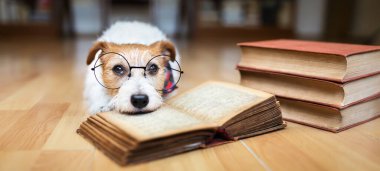 Gözlüklü mutlu akıllı köpek, kuyruğunu sallarken kitap öğrenip okuyor. Yavru köpek eğitimi, hayvan zekası.