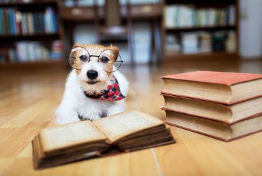 Gözlüklü ve kitaplı gülümseyen Jack Russell Terrier köpeği. Okula ya da köpek eğitimi geçmişine..