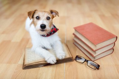Şirin, sakin, itaatkar bir köpeğin yüzü bir kitabı düşünür gibi. Yavru köpek eğitimi, oyun ya da öğrenme.