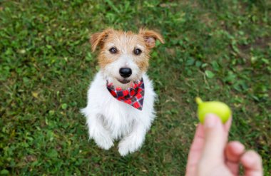 Çimlerin üzerinde gülümseyen sevimli bir köpeğe el uzatıyorum. Hayvan yemek, sağlıklı meyvelerle beslenmek..