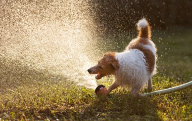 Hiperaktif heyecanlı evcil köpek su sıçratarak oynuyor ve ısırıyor, çimenlerde içiyor.