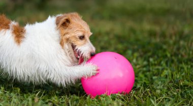 Hiperaktif mutlu köpek yavrusu çimlerin üzerinde oyuncak topuyla oynuyor. Etkin hayvan afişi veya arkaplan.