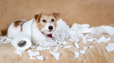 Tuvalet kağıdı çiğnedikten sonra yaramaz köpek.