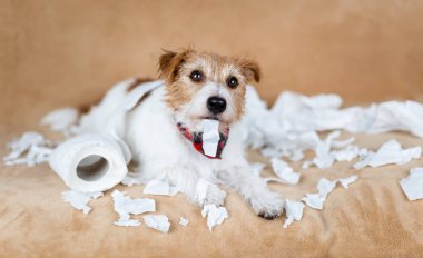 Tuvalet kağıdı çiğnedikten sonra yaramaz, sevimli bir köpek. Hiperaktif, aktif köpek eğitimi, evcil hayvan yaramazlığı konsepti.