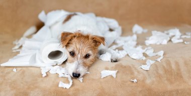 Tuvalet kağıdı çiğnedikten sonra yaramaz köpek. Hiperaktif, aktif köpek eğitimi, evcil hayvan yaramazlığı afişi.
