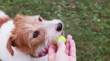 Sahibinin eli, çiğnemesi için aç köpeğine taze incir veriyor. Hayvan yemek, sağlıklı meyvelerle beslenmek. Vejetaryen köpek..