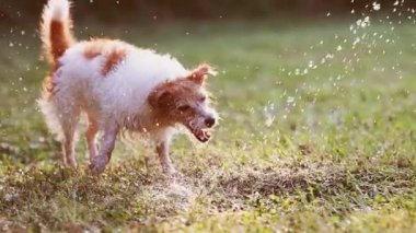 Heyecanlı eğlenceli köpek su sıçratarak oynuyor ve ısırıyor, çimenlerde içiyor.