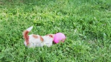 Mutlu, hiperaktif köpek koşuyor ve çimlerin üzerinde oyuncak bir topla oynuyor. Aktif, oyuncu köpek yavrusu.