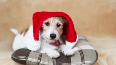 Mutlu şirin köpek Noel Baba şapkasıyla yatağında onu dinliyor. Noel ya da yeni yıl tatili geçmişi.
