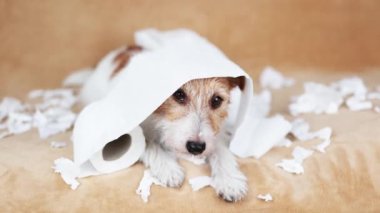 Yaramaz yaramaz köpek tuvalet kağıdı çiğnedikten sonra izliyor. Hiperaktif, aktif köpek eğitimi konsepti.