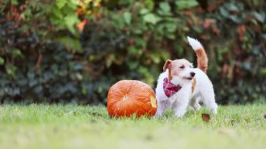 Şirin, aç köpek çiğniyor, sonbaharda balkabağı yiyor. Mutlu Şükran Günü arkaplanları.