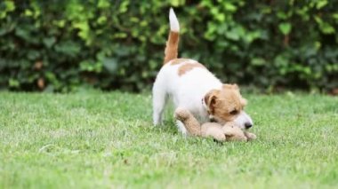 Eğlenceli, aktif, mutlu, evcil köpek yavrusu bir oyuncakla oynuyor ve çimenlerde çiğniyor.