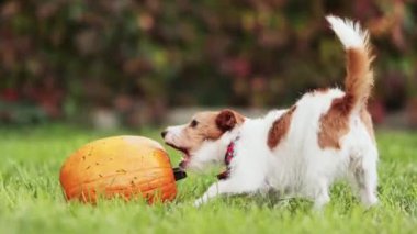 Komik aç köpek sonbaharda bir balkabağıyla çiğner ve oynar. Cadılar Bayramı ya da Şükran Günü eğlencesi.