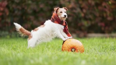 Komik Jack Russell Terrier köpeği bir balkabağının üzerinde duruyor ve sonbaharda koşuyor. Cadılar Bayramı ya da Şükran Günü geçmişi.