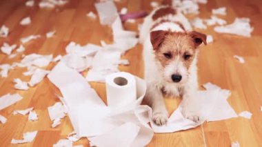 Isırdıktan sonra tuvalet kağıdı çiğneyen oyuncu, aktif, yaramaz bir köpek. Hiperaktif, aktif köpek eğitimi.