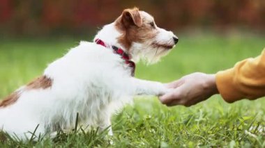 Antrenör sahibi ona tatlı görünüşlü bir köpeğe atıştırmalık vermeyi öğretiyor. Yavru köpek eğitimi. İnsan ve hayvanın dostluğu, ilişkisi ve sevgisi..