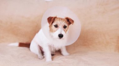 Huni yakalı ve dinlenen, iyileşmekte olan sevimli bir köpeğin yüzü. Sterilizasyon sonrası koruma, hadım etme ameliyatı.