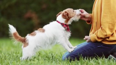 Antrenör ona küçük şirin köpek maması veriyor ve sonra onu okşuyor. Yavru köpek eğitimi, aşk ve ilişki.