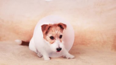 Huni yakalı ve dinlenen sağIıklı bir köpek. Sterilizasyon sonrası koruma, hadım etme ameliyatı.
