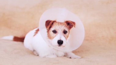 İyileşen şirin bir köpeğin yüzü huni tasma takıp dinleniyor gibi. Hadım edildikten sonra koruma.