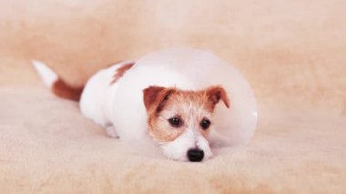 İyileşen şirin bir köpeğin yüzü huni tasma takıp dinleniyor gibi. Hadım edildikten sonra koruma.