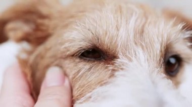 Sahibinin eli sıvazlıyor ve sağlıklı köpeğinin gözünü kontrol ediyor. Hayvan bakımı ve aşk.