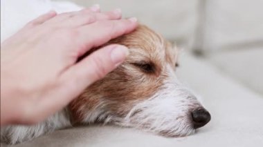 Sevimli, rahatlatıcı bir köpeğin kafasını ve kulaklarını okşamak. Hayvan bakımı ve aşk. 