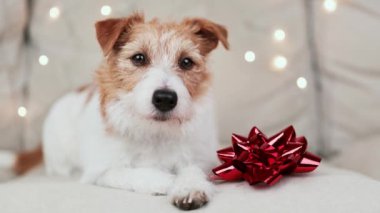 Noel ışıkları ve kırmızı hediye yayı olan mutlu, sevimli, yeni yıl köpeğinin yüzü