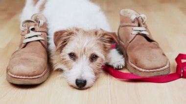Tatlı, sessiz bir köpeğin yüzü tasmalı ve ayakkabılı bir yürüyüşü bekler gibi.