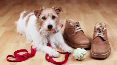 Sevimli Jack Russell Terrier köpeği tasması, oyuncağı ve ayakkabıları ile yürümeyi bekliyor.