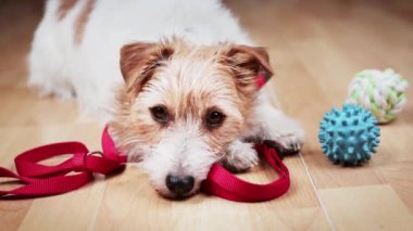 Sakin, tembel, gevşemiş Jack Russell Terrier köpeğinin yüzü ve gözleri tasması ve oyuncaklarıyla yürümeyi bekliyor.