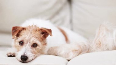 Şirin, sessiz, tüylü bir köpeğin yüzü. Saçlarını budadıktan sonra dinleniyor. Hayvan bakımı ve damat. 