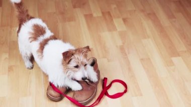 Şirin, mutlu kuyruk sallayan köpek tasmalı ve ayakkabılı bir yürüyüşü bekliyor.