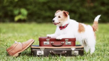 Mutlu Jack Russell Terrier köpeği kuyruğunu ayakkabılarının yanında sallıyor. Hayvan gezisi, otel ya da tatil..
