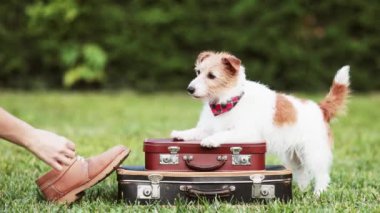 Antrenör köpeğine bavulların üzerinde durmayı öğretir ve ona atıştırmalık ikram eder. Hayvan yavrusu eğitimi, hayvan numarası..