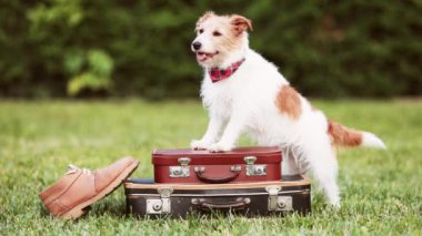 Mutlu köpek, bavulların üzerinde ayakkabıyla ayakta duruyor ve yola çıkmaya hazır. Hayvan oteli, seyahat ya da tatil.. 