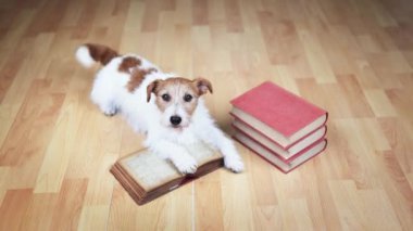 Mutlu akıllı Jack Russell Terrier öğrenci köpeği kuyruğunu bir kitaba sallıyor. Yavru köpek eğitimi, öğrenme, okuma geçmişi. Hayvan zekası, zeka..