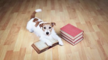 Düşünen mutlu köpek kuyruğunu bir kitaba sallıyor. Yavru köpek eğitimi ya da eğitmeni.