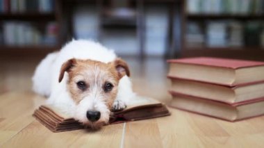 Kitaplardan öğrenme ve bakma gibi sevimli, zeki Jack Russell Terrier köpeğinin yüzü. Hayvan IQ 'su, istihbarat geçmişi.