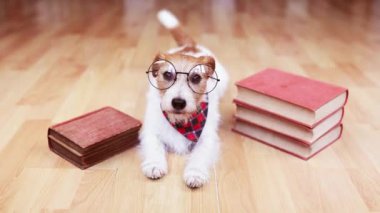 Mutlu köpek kuyruğunu bir kitapta sallıyor. Yavru köpek eğitimi, öğrenme ya da okuma.