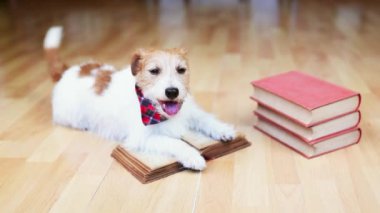 Mutlu köpek kuyruğunu bir kitapta sallıyor. Yavru köpek eğitimi, öğrenme ya da okuma.